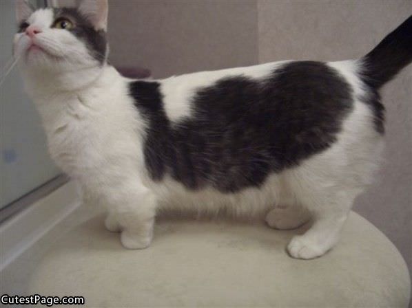 Cat With Short Legs