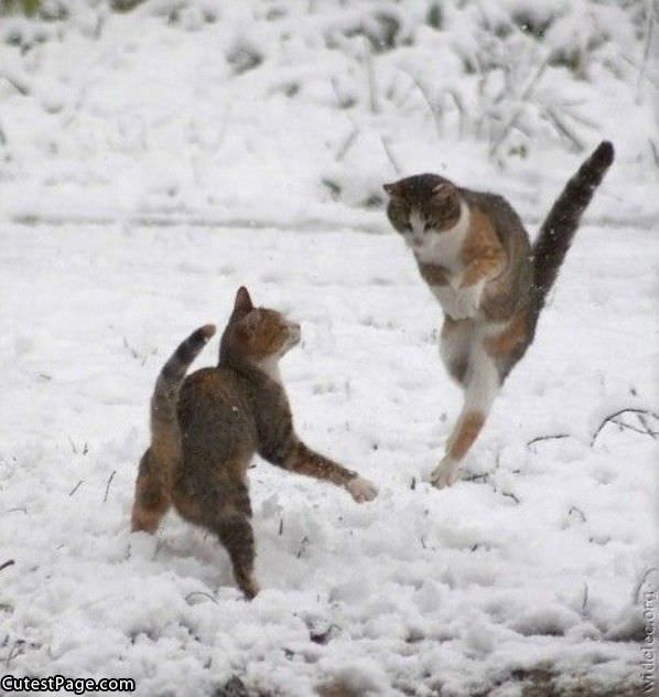 Cats Dancing