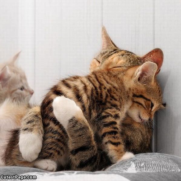 Cats Hugging It Out