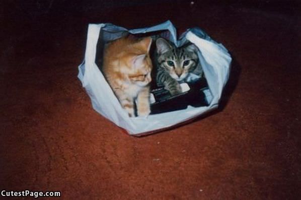 Cats In A Bag