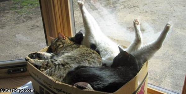 Cats In A Box