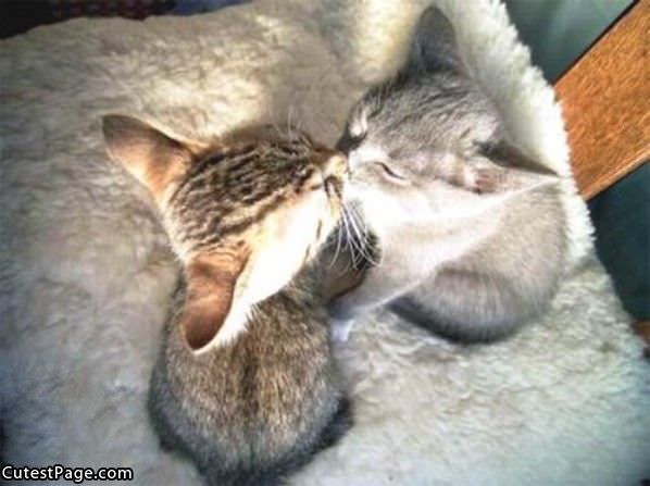 Cats Kissing