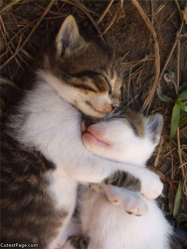 Cats Sleeping Together