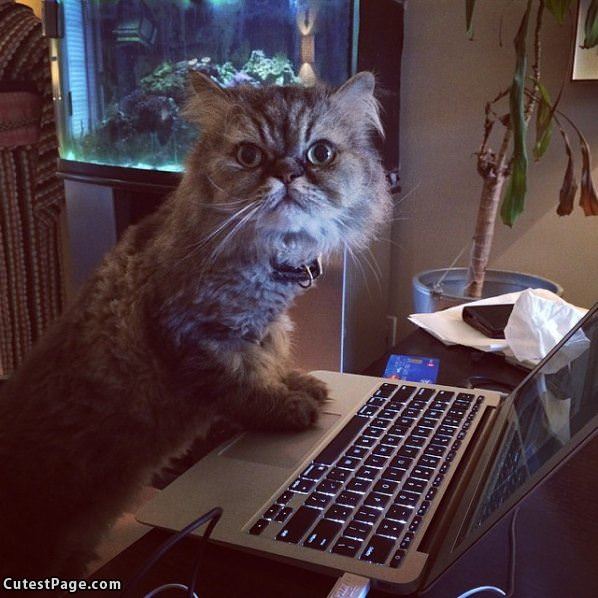 Checking Funny Cat Pictures