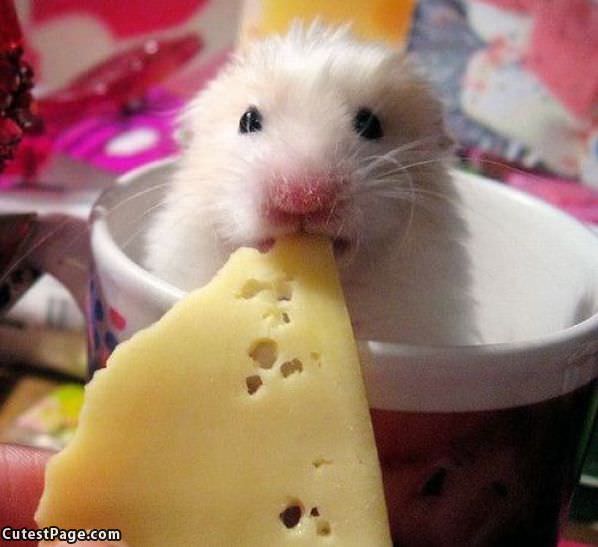 Cheese Nom Nom