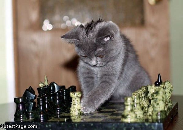 Chess Cat