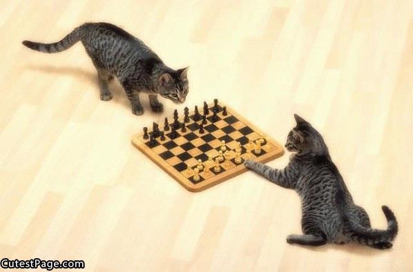 Chess Cats