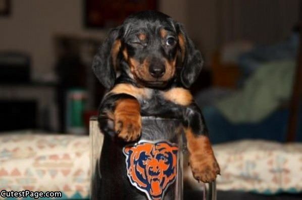 Chicago Cute Bears Cute Dog