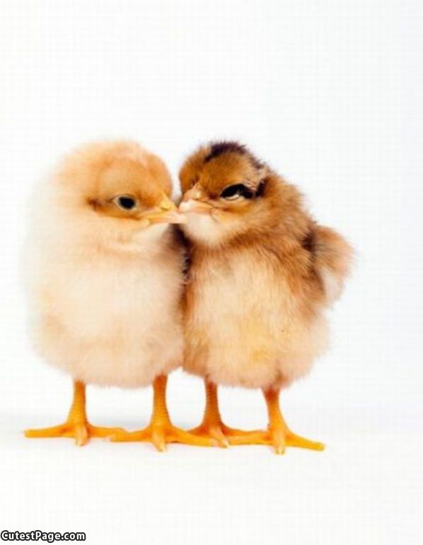 Chicks