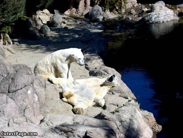 Chillin On The Rocks