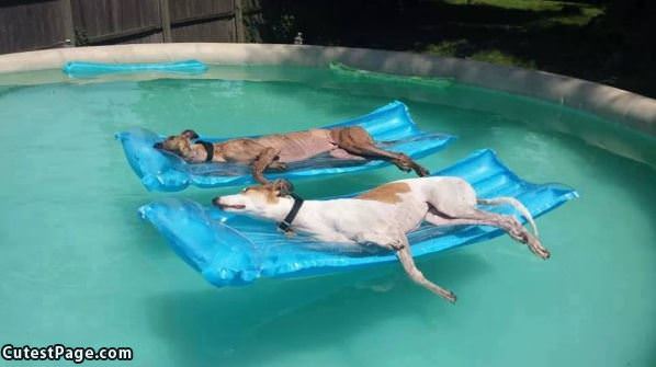 Chilling In The Pool