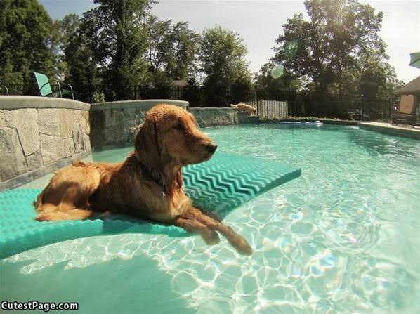 Chilling In The Pool