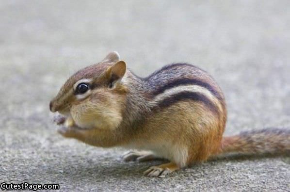 Chipmunk