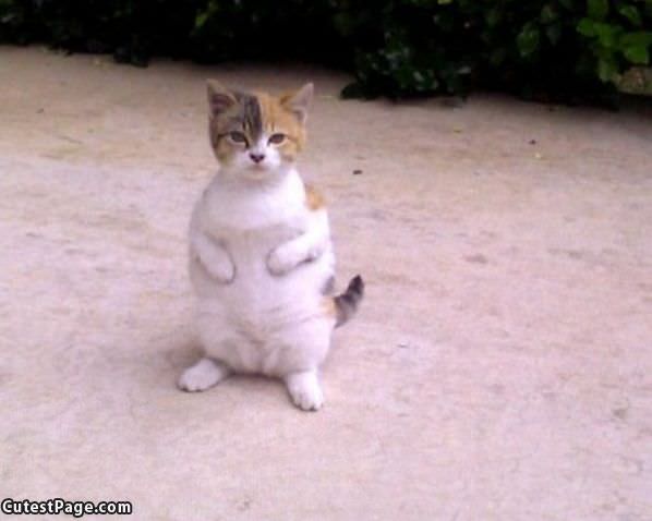 Chubby Cat