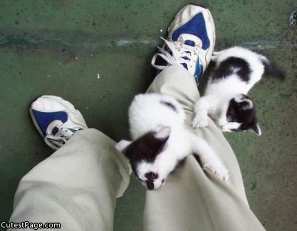 Climbing Cats