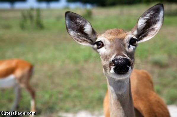 Closeup Deer