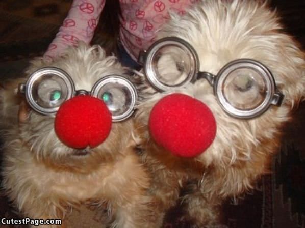 Clown Dogs