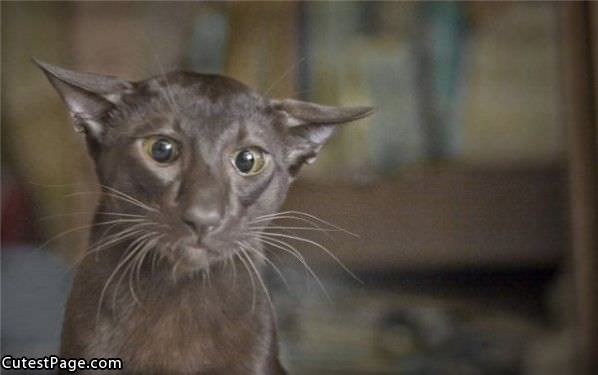 Concerned Cat