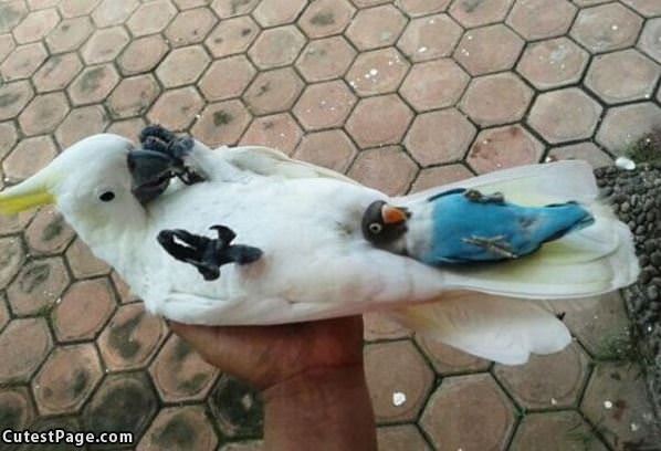 Cool Birds