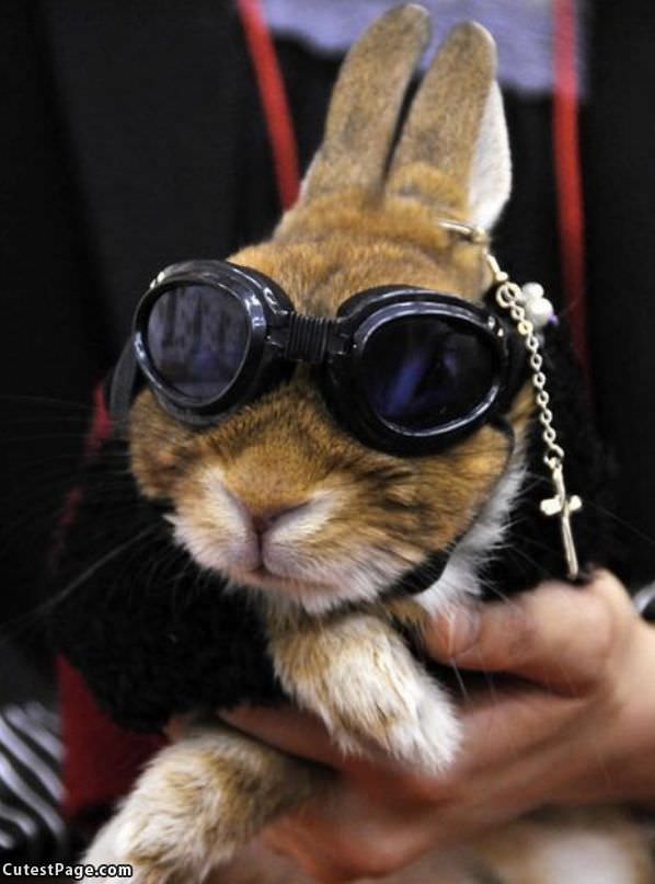 Cool Bunny