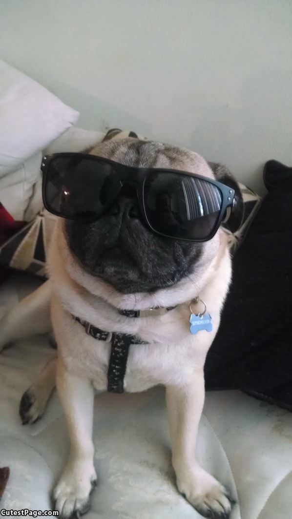 Cool Pug