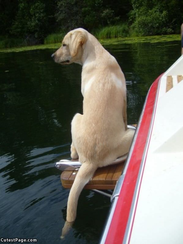 Cooling Off Dog