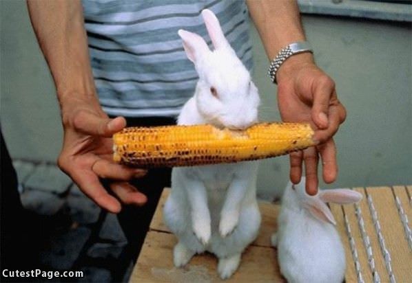 Corn Cute Nom