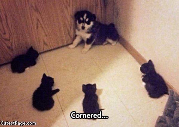 Cornered