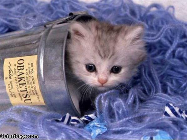 Cozy Cute Kitten