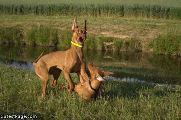 Crazy Cute Dog Fight