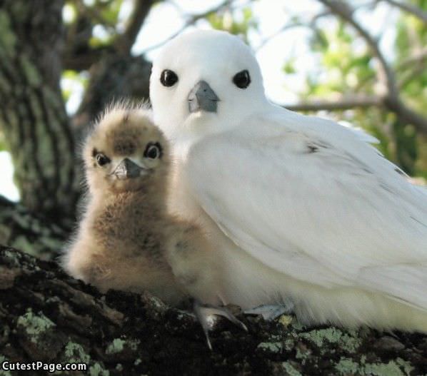 Crazy Eyes Birds