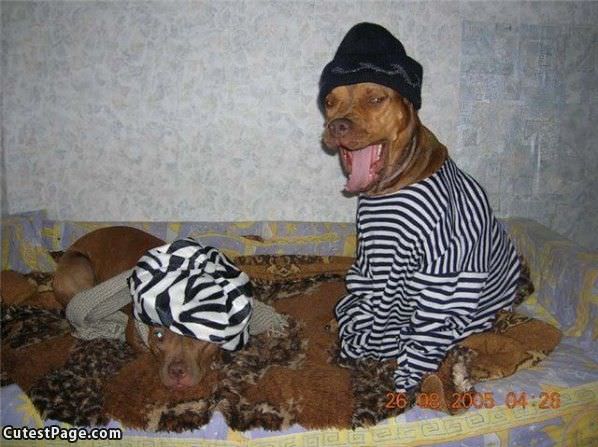 Criminal Cute Dogs