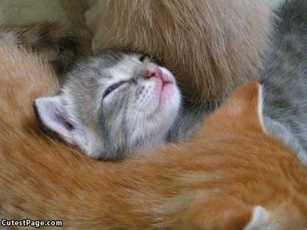 Cuddling