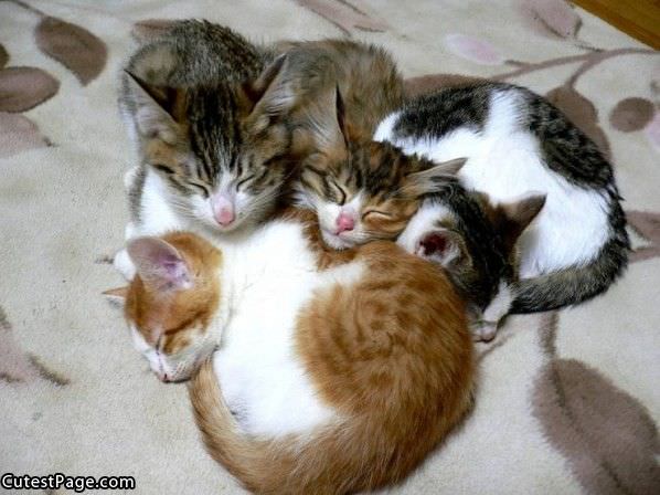 Cuddling Cats