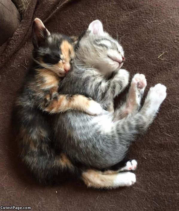 Cuddling Kittens