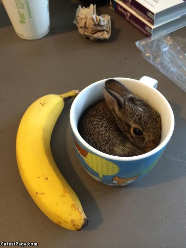 Cup Of Bunny