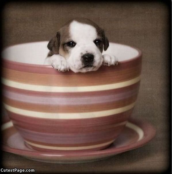 Cup Of Pup