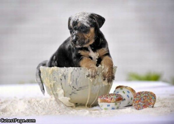 Cupcake Cute Puppy