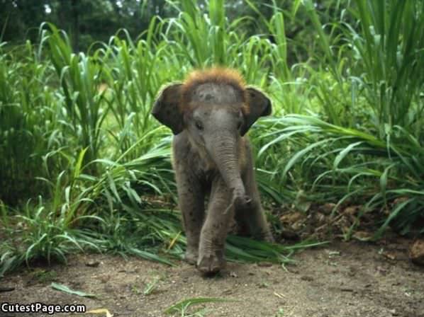 Cute Baby Elephant