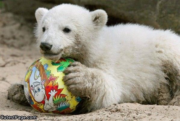 Cute Bear And Ball