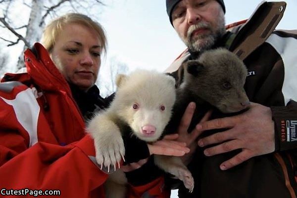 Cute Bear Cubs