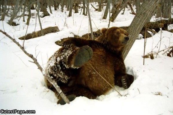 Cute Bear Fell