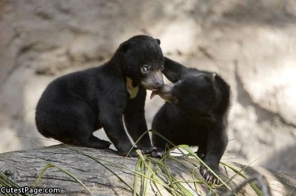 Cute Bear Fight