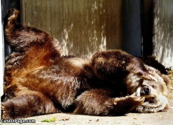 Cute Bear Having A Blast