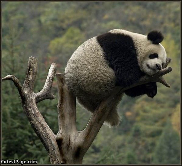 Cute Bear In Tree