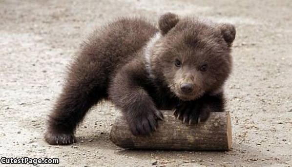Cute Bear Log