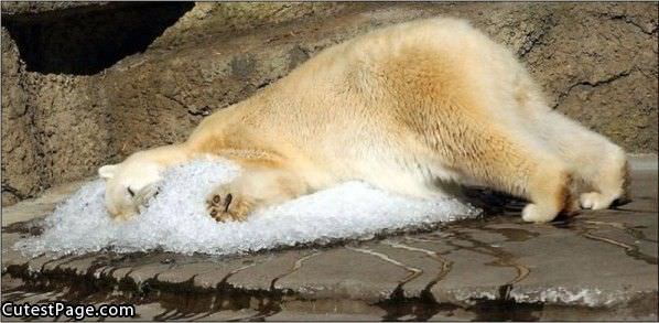 Cute Bear On Ice