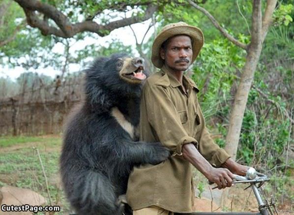 Cute Bear Riding Along