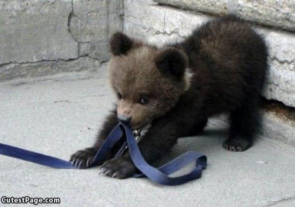 Cute Bear Tugging