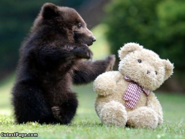 Cute Bear With A Cute Bear